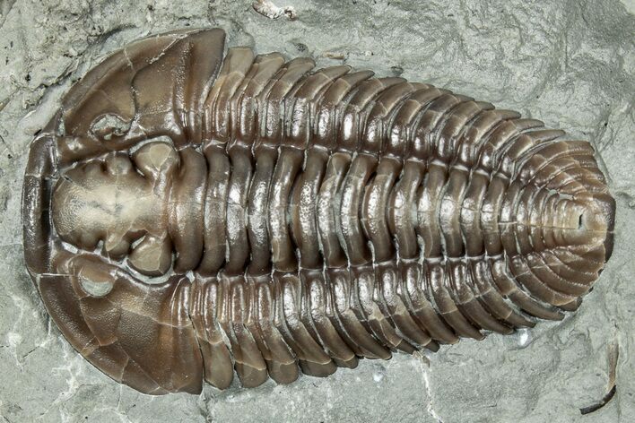 Long Prone Flexicalymene Trilobite - Mt Orab, Ohio #247409